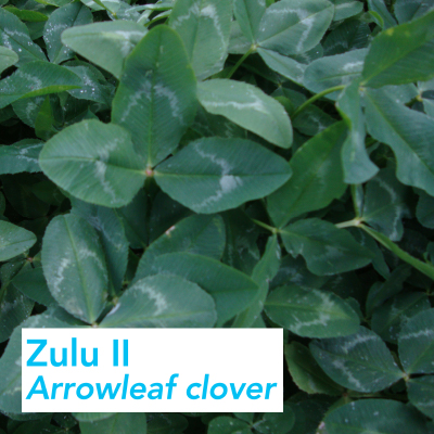 Barenbrug-Barenbrug-Zulu-II-Arrowleaf-clover.jpg