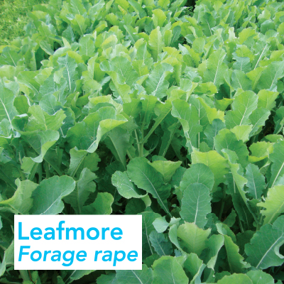 Barenbrug-Leafmore-Forage-Rape.jpg